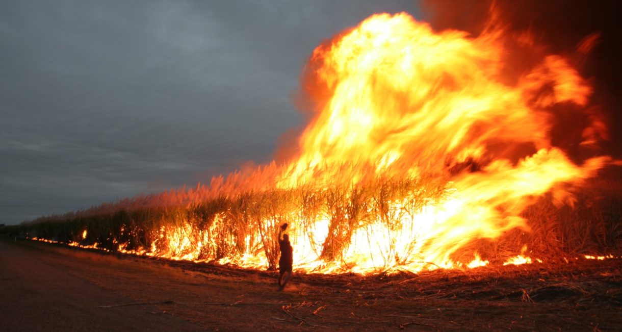 Los incendios australianos ya han matado a casi 500 millones de animales