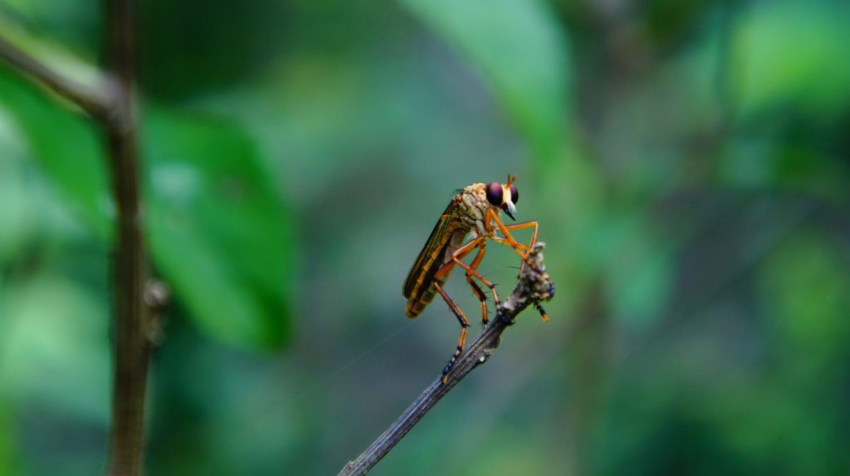 Descubren cientos de virus nuevos en los insectos