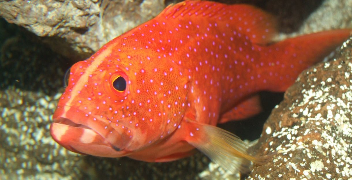 Así es el mero más viejo pescado en Estados Unidos