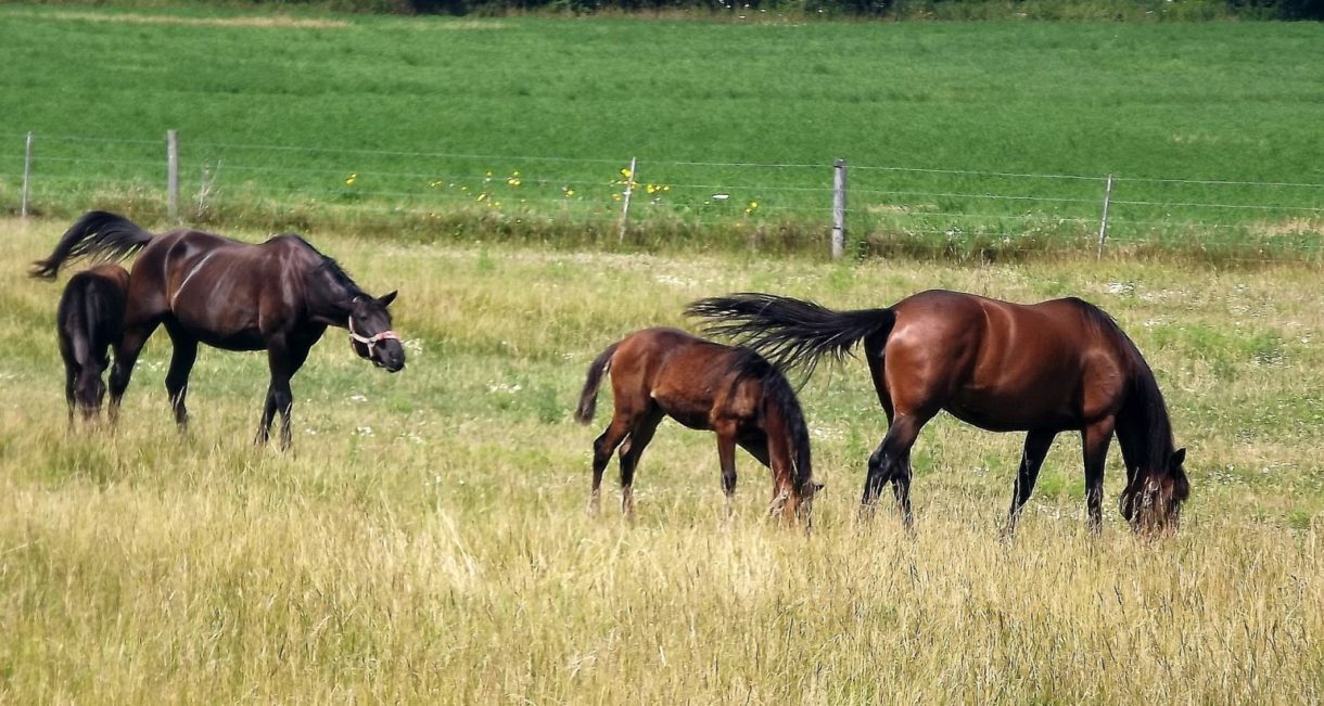 Así es la única manada de caballos salvajes de Andalucía