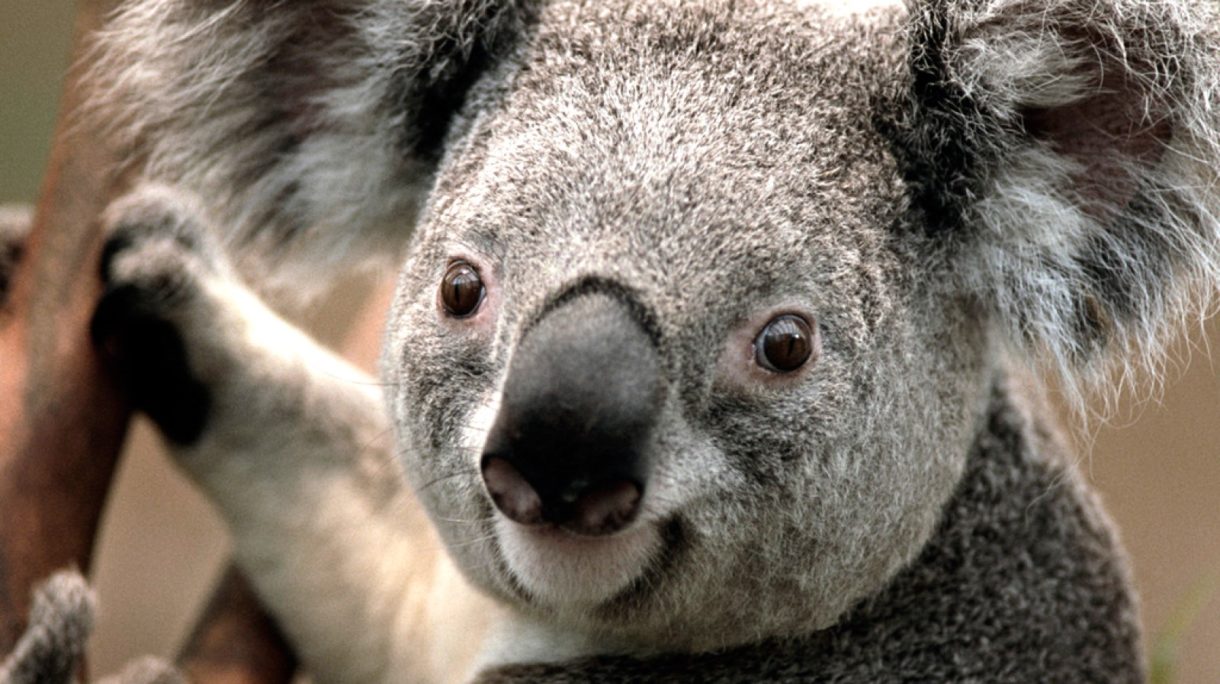 Australia investiga por qué se han matado a 80 koalas en un bosque