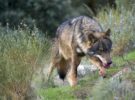 Álava suspende temporalmente la caza del lobo: es una especie protegida
