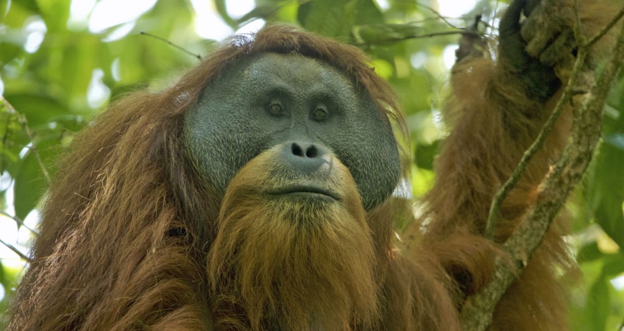 El orangután de Tapanuli, en peligro por la construcción de una presa en Indonesia