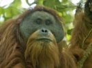 El orangután de Tapanuli, en peligro por la construcción de una presa en Indonesia