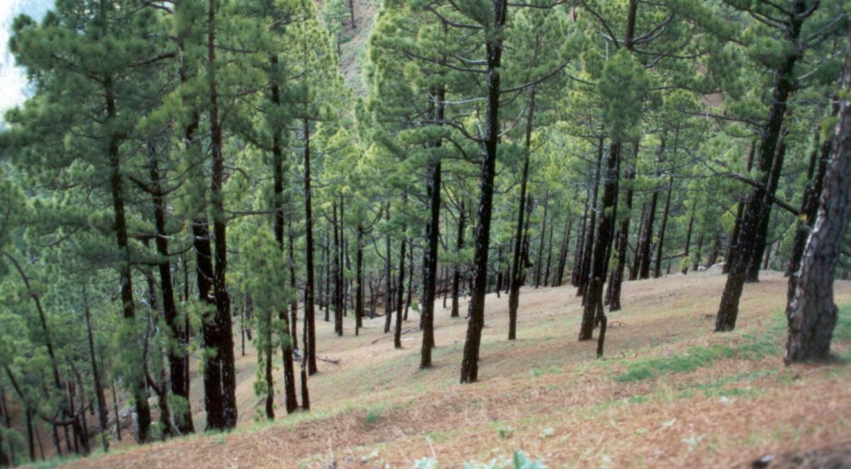 El CSIC pide ayuda para frenar a los chinches que afectan a los pinos