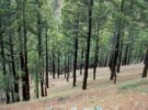 El CSIC pide ayuda para frenar a los chinches que afectan a los pinos