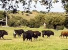 Portugal incrementa el IVA de las corridas de toros hasta el 23%