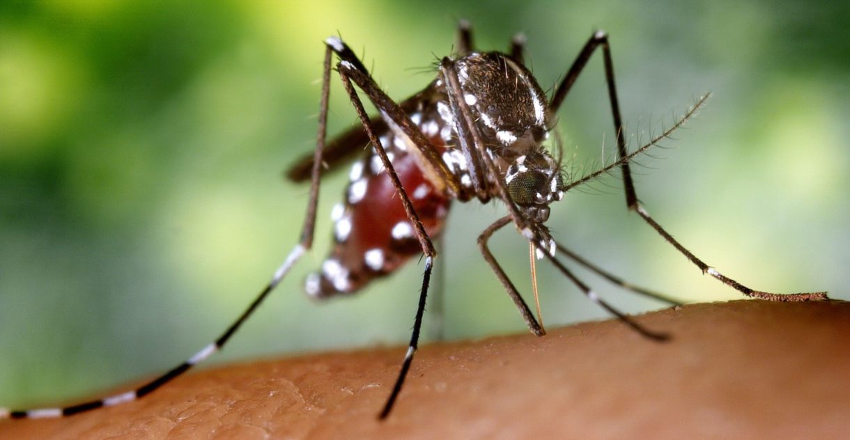 Llegan los mosquitos que amenazan a las grandes ciudades