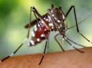 Llegan los mosquitos que amenazan a las grandes ciudades