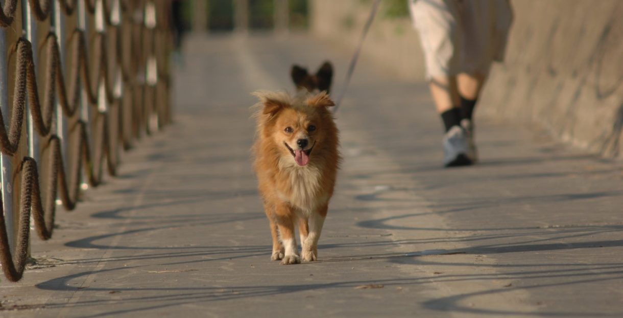 Multan a varias personas en Alicante por sacar al mismo perro a pasear