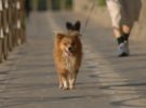 Multan a varias personas en Alicante por sacar al mismo perro a pasear