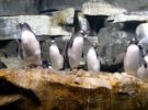 Cierran el acuario de Shedd, y los pingüinos aprovechan para dar un paseo