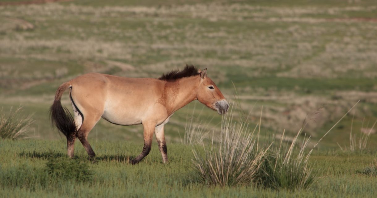 Nace un nuevo ejemplar del Przewalski, un caballo en peligro de extinción