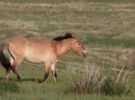 Nace un nuevo ejemplar del Przewalski, un caballo en peligro de extinción