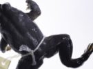 El curioso método de reproducción de la rana incubadora gástrica