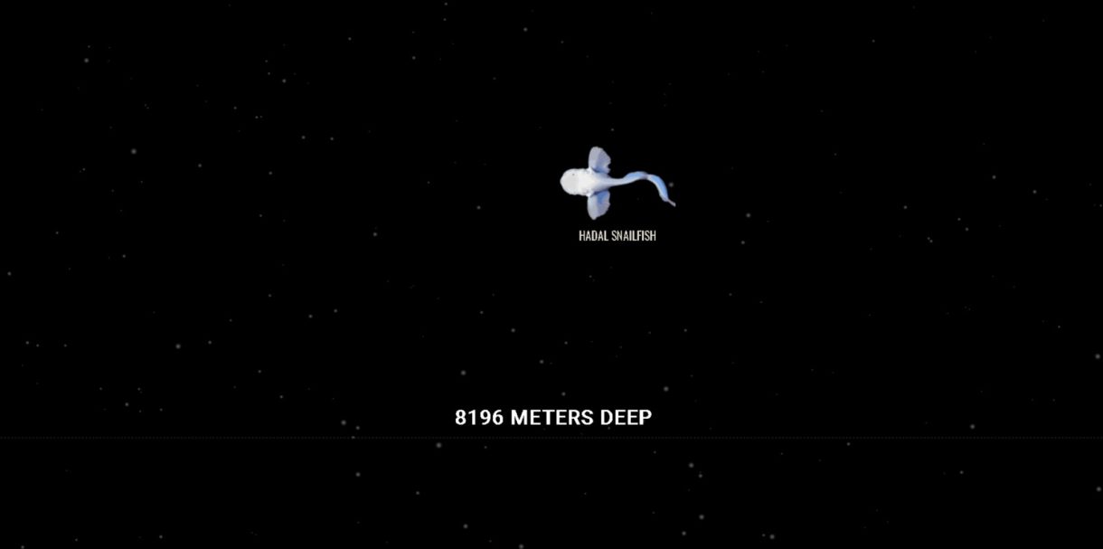 The Deep Sea, una web para ver qué hay en el fondo del mar