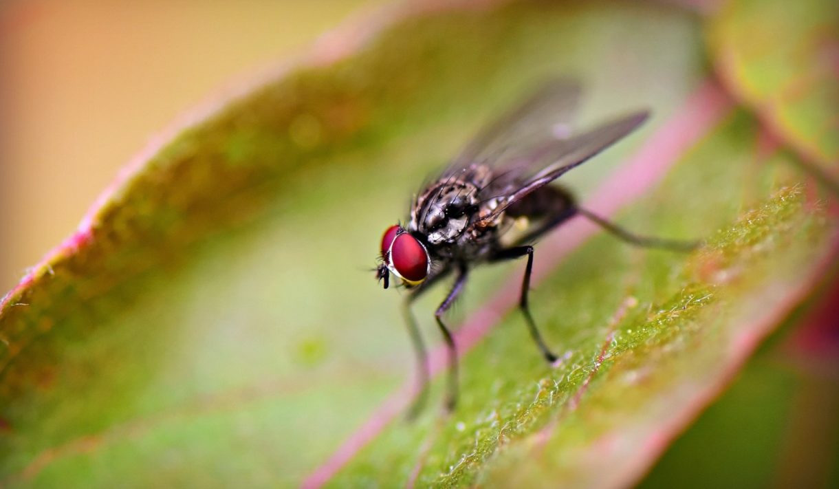 Los científicos avisan de que los insectos están desapareciendo