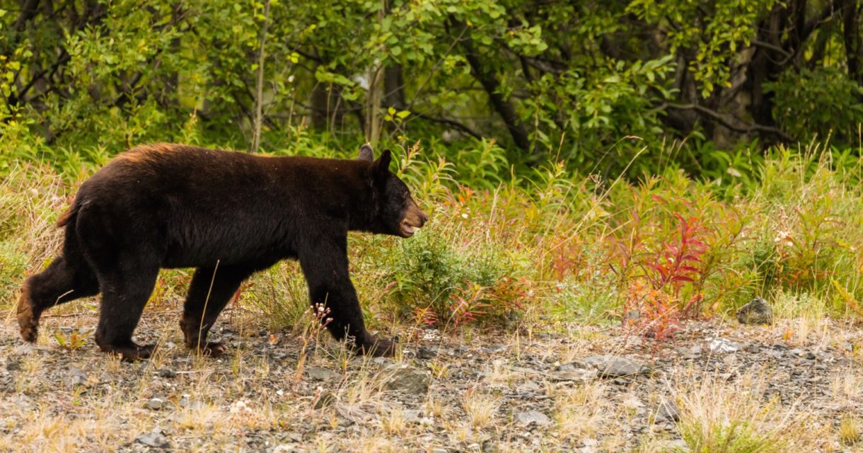 Hallan muerto a Cachou, un oso famoso por sus ganas de comer