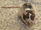 Ratas, los animales que evitan hacer daño a su «familia»