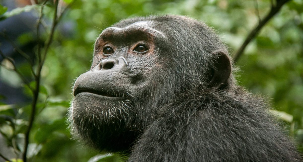 Muere la Vieja, el chimpancé más anciano de Europa