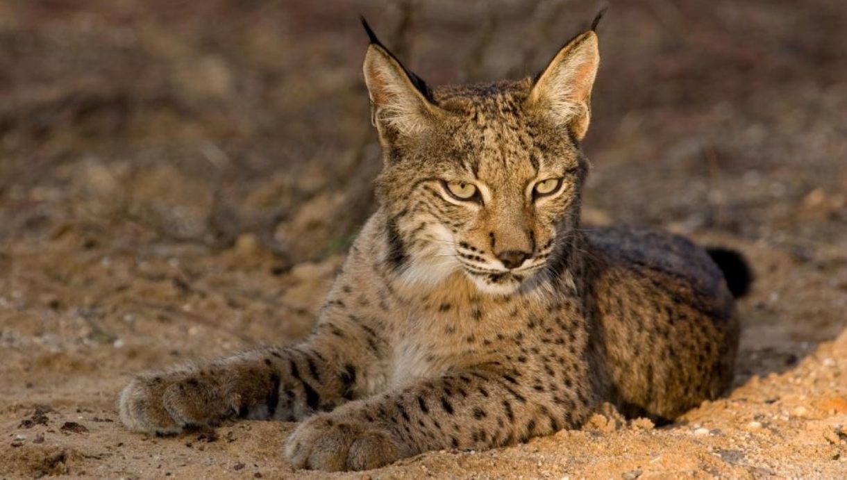 Fallece un lince ibérico de Extremadura