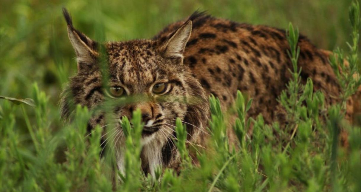 Se confirma que ya hay 800 ejemplares de lince ibérico