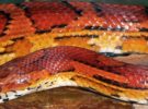 Según un estudio, el veneno de las serpientes de coral no se parece al de otras especies