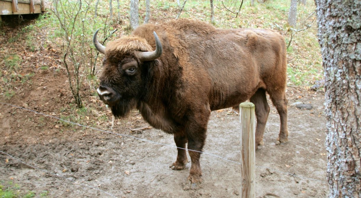 Riaño es el lugar elegido para que nazca la primera cría de bisonte europeo