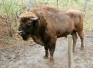 Riaño es el lugar elegido para que nazca la primera cría de bisonte europeo