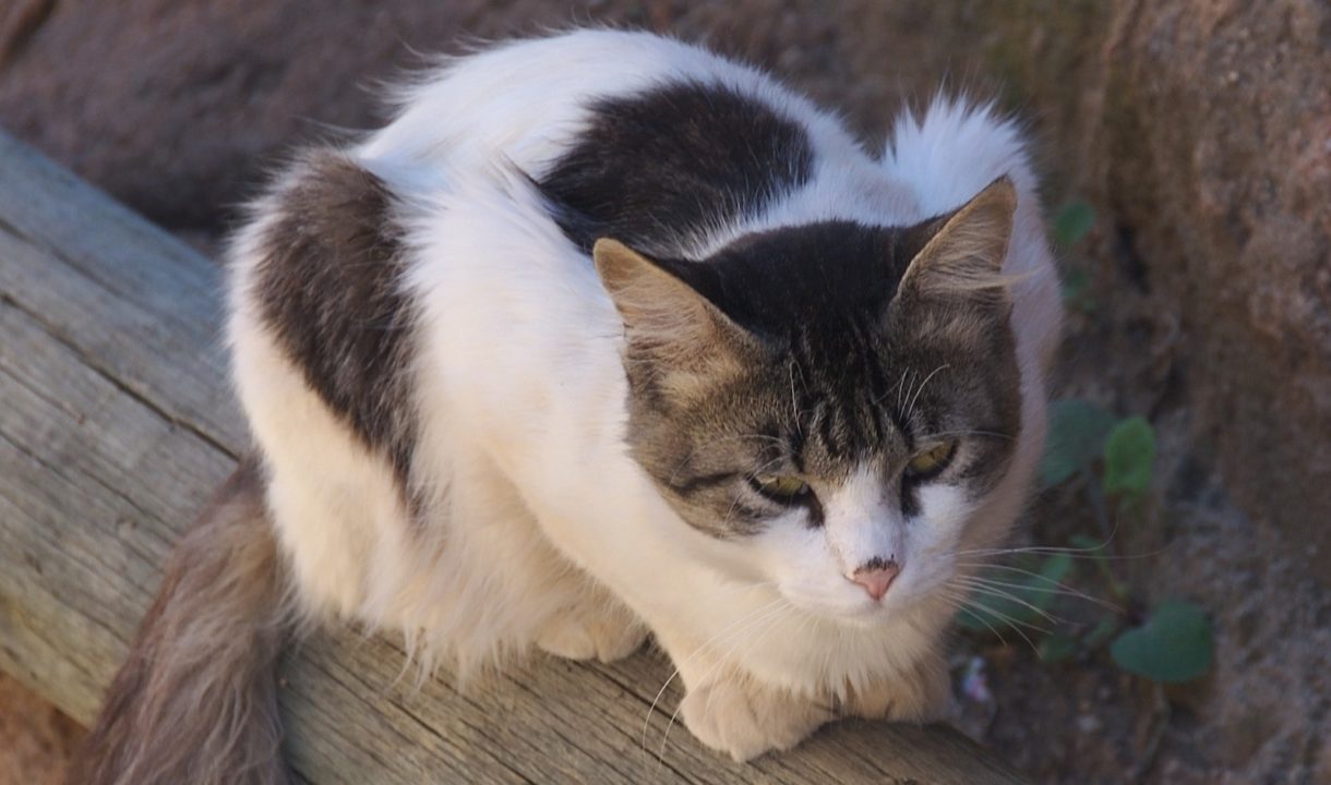 Los expertos afirman que cada vez se detectan más casos de leishmaniosis en gatos