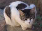Los expertos afirman que cada vez se detectan más casos de leishmaniosis en gatos