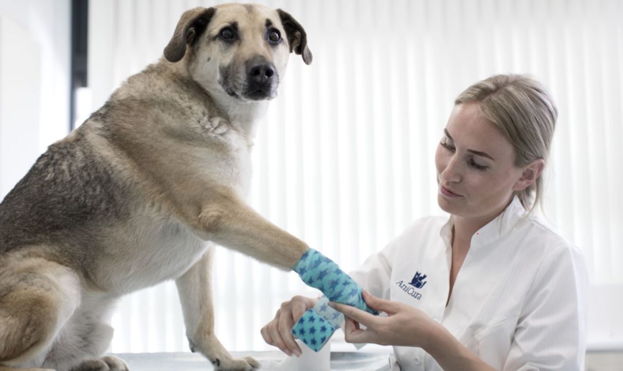 El mal uso de agentes desinfectantes está provocando daños a los animales de compañía