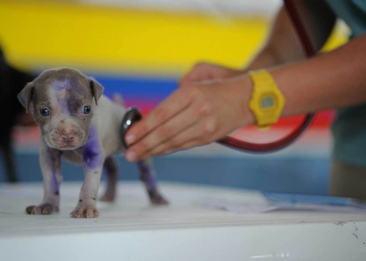 La importancia de la atención veterinaria avanzada