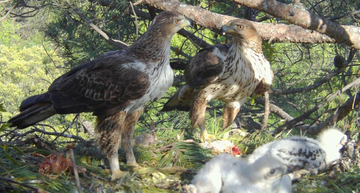 2020 sirve para que las águilas de Bonelli tengan siete nuevos ejemplares