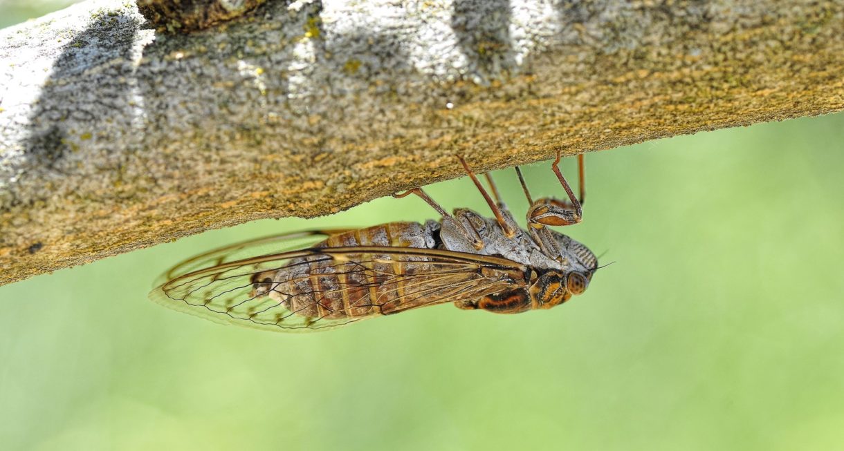 Escucho cigarras en verano ¿Por qué cantan estos insectos?