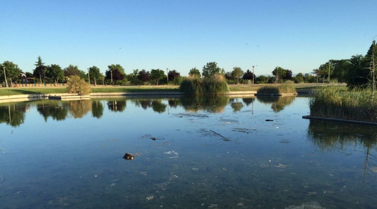 Denuncian la muerte de varios patos en un lago de Leganés
