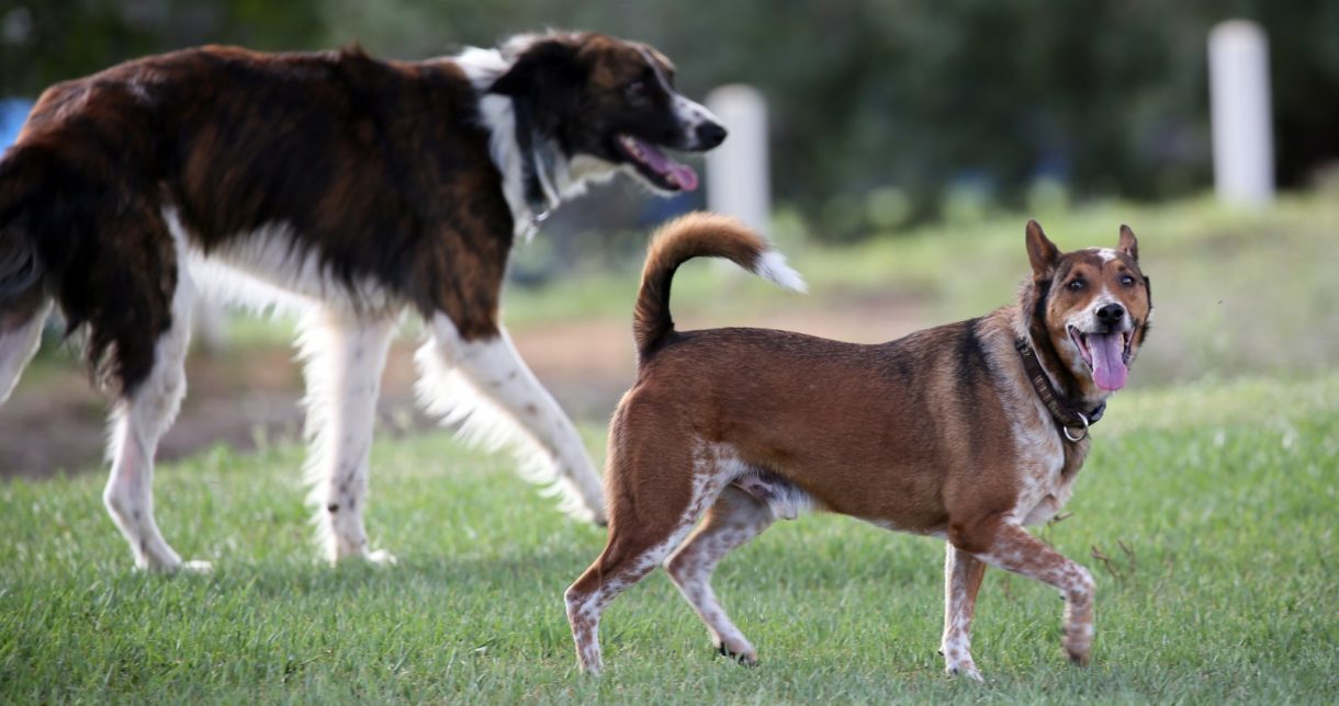 El abandono de perros se incrementa un 25%, después de la cuarentena