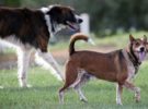 El abandono de perros se incrementa un 25%, después de la cuarentena