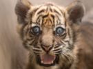 Anuncian el nacimiento del primer tigre de Sumatra en 20 años