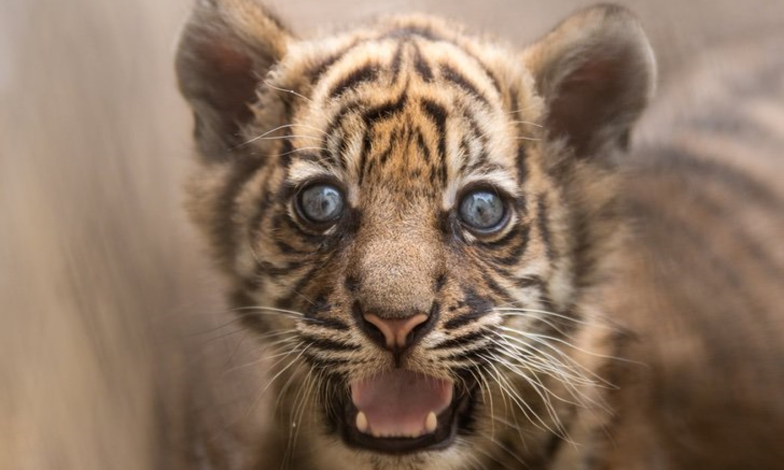 Nace el primer tigre de Sumatra en 20 años