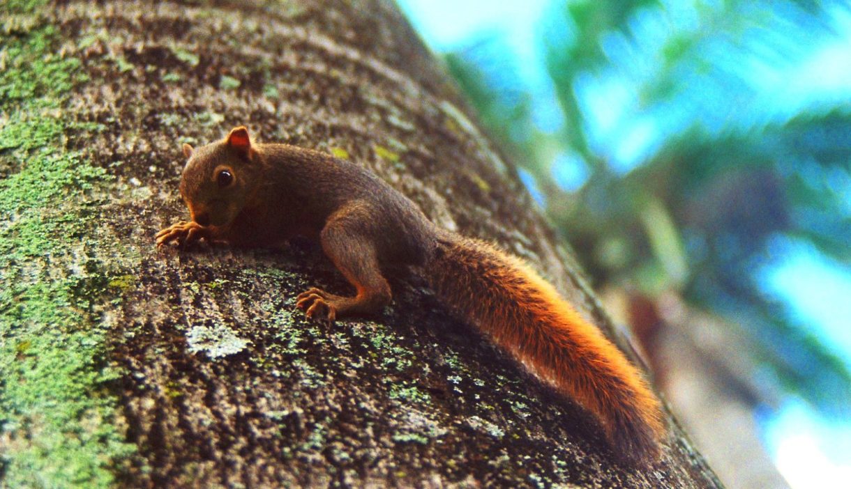 El Jardín del Turia observa el primer nacimiento de una ardilla