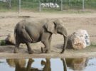 Kaavan, el elefante deprimido, será liberado de su cautiverio