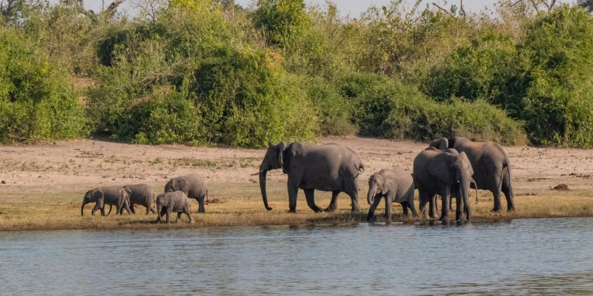 ¿Por qué los elefantes de Botswana están muriendo?