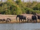 ¿Por qué los elefantes de Botswana están muriendo?