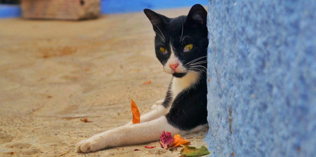 Denuncian el robo de perros y gatos en Arenas de Cabrales: «Los animales no están abandonados»