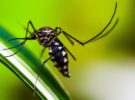 ¿Y si hubiera insectos resistentes a los insecticidas?