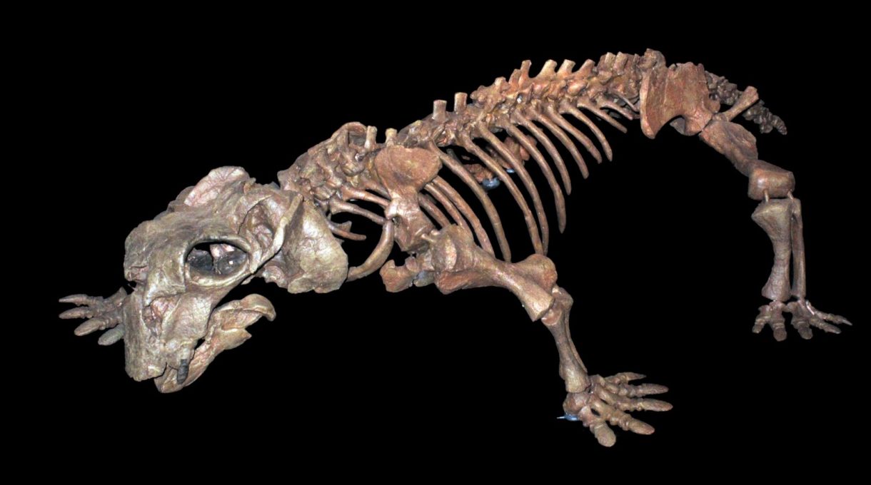 Descubren a un animal que ya hibernaba hace 250 millones de años