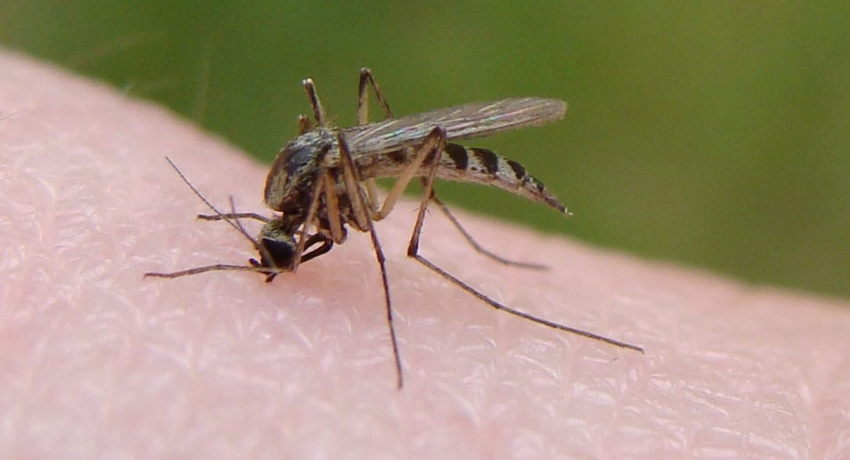 Los mosquitos ya nos eligieron como víctimas hace miles de años