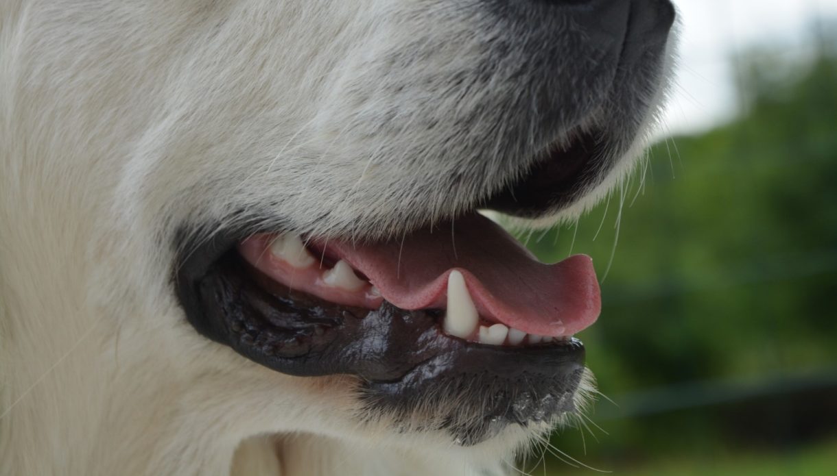 ¿Por qué deberíamos cepillar los dientes de nuestros perros diariamente?