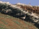 Extremadura ya está criando en cautividad a la avutarda común